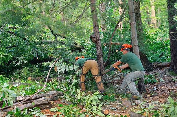 Professional Tree Care Services in Solana Beach, CA